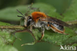 Early Mining Bee (Andrena haemorrhoa)