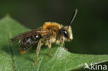 Early Mining Bee (Andrena haemorrhoa)