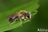 Early Mining Bee (Andrena haemorrhoa)