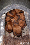 Noctule Bat (Nyctalus noctula)