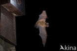 Noctule Bat (Nyctalus noctula)