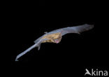 Noctule Bat (Nyctalus noctula)