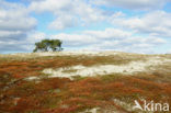 Bristly Haircap (Polytrichum piliferum)
