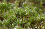 Bristly Haircap (Polytrichum piliferum)