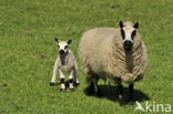 Schaap (Ovis domesticus)