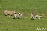 Schaap (Ovis domesticus)