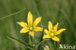 Belgian Gagea (Gagea spathacea)