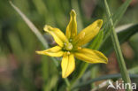 Belgian Gagea (Gagea spathacea)