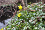 Schedegeelster (Gagea spathacea) 