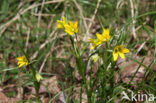 Schedegeelster (Gagea spathacea) 