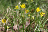 Belgian Gagea (Gagea spathacea)