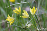 Schedegeelster (Gagea spathacea) 