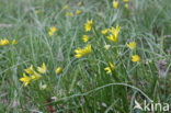 Schedegeelster (Gagea spathacea) 