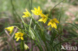 Schedegeelster (Gagea spathacea) 