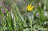 Schedegeelster (Gagea spathacea) 