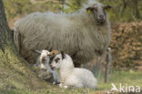 Schoonebeeker schaap (Ovis domesticus)