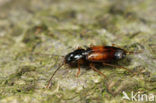 Badister sodalis