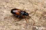 Badister sodalis