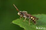 Sierlijke Wespbij (Nomada panzeri)