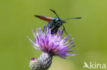 Auspicious Burnet Moth (Zygaena fausta)