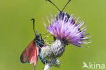 Auspicious Burnet Moth (Zygaena fausta)