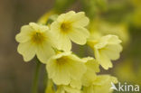 Slanke sleutelbloem (Primula elatior)