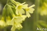 Slanke sleutelbloem (Primula elatior)