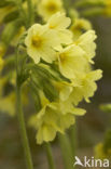 Slanke sleutelbloem (Primula elatior)