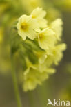 Slanke sleutelbloem (Primula elatior)