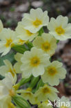 Slanke sleutelbloem (Primula elatior)