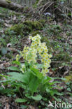 Slanke sleutelbloem (Primula elatior)