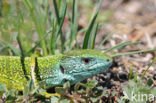 Smaragdhagedis (Lacerta viridis)