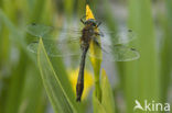 Smaragdlibel (Cordulia aenea)