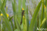 Smaragdlibel (Cordulia aenea)