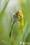 Smaragdlibel (Cordulia aenea)