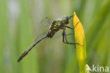 Smaragdlibel (Cordulia aenea)