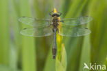 Smaragdlibel (Cordulia aenea)