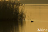 Wigeon (Anas penelope)