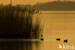 Wigeon (Anas penelope)