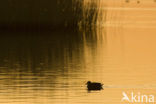 Wigeon (Anas penelope)