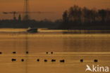 Wigeon (Anas penelope)