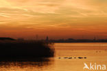 Wigeon (Anas penelope)