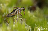 Snow Flea (Boreus hyemalis)