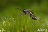 Snow Flea (Boreus hyemalis)