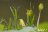 Speenkruid (Ranunculus ficaria)