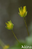 Speenkruid (Ranunculus ficaria)