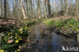 Lesser Celandine (Ranunculus ficaria)