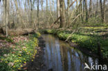 Lesser Celandine (Ranunculus ficaria)