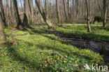 Lesser Celandine (Ranunculus ficaria)