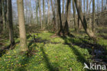 Lesser Celandine (Ranunculus ficaria)